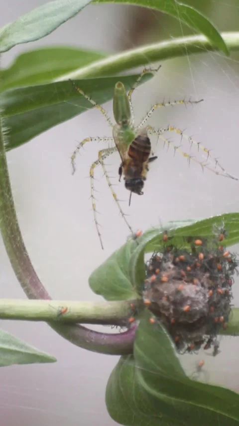 Lynx Spider Feeding on Bee With Fresh Hatched Baby Spiders Stock Footage 255322247