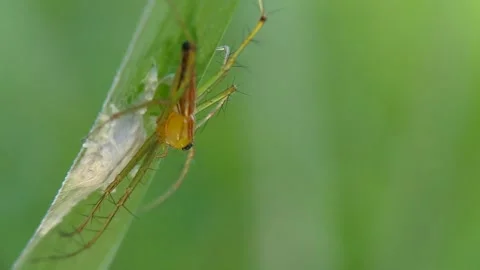 Lynx spider Stock Footage 242230985