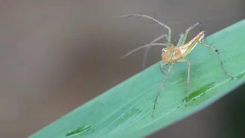 Lynx spider on the leaf Stock Footage 79934919