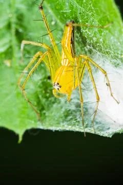 Lynx spider with nest Stock Photos