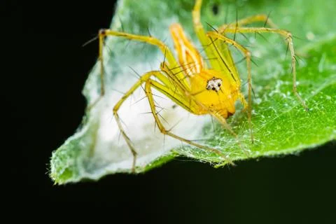 Lynx spider with nest Stock Photos