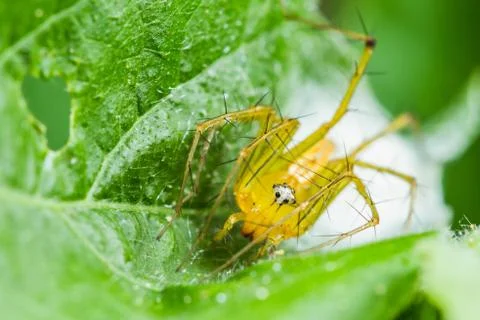 Lynx spider with nest Stock Photos