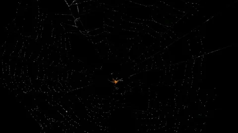 Lynx Spider, Oxyopes sp, in the middle of its web with a dark backround Stock Footage 120025842