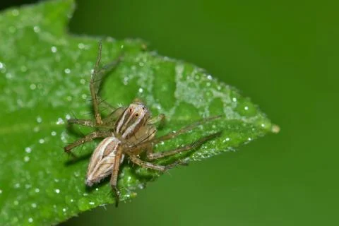 Lynx Spider Foto stock