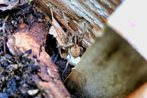 Lynx Spider. Stock Photos