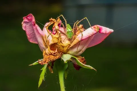 Lynx spider Foto stock