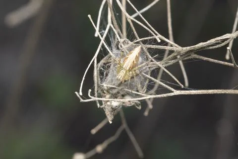 Lynx spider resting on its web Stock Photos