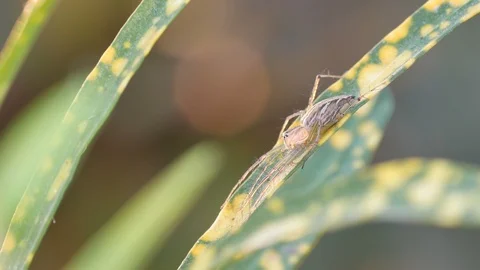 Lynx spider resting on leaf Stock Footage 87916468