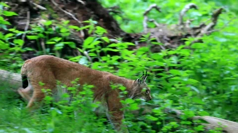 Lynx springtime Stock Footage 729246