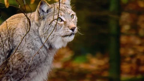 Lynx Standing in Forest Stock Footage 310855757