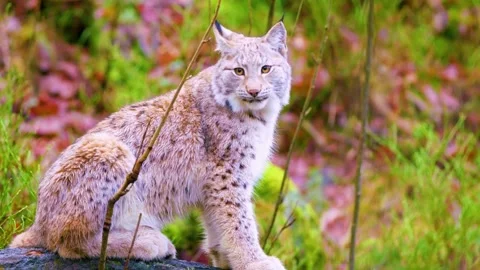 Lynx Standing in Forest Video stock 323138726