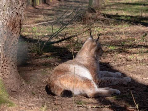 Lynx is sunbathing Foto stock
