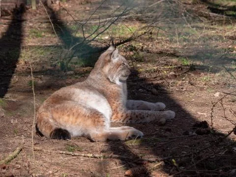 Lynx is sunbathing Foto stock