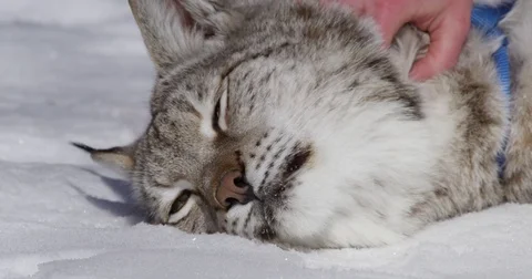 Lynx tries to bite hand that pets it winter slow motion 4k Stock Footage 73504709