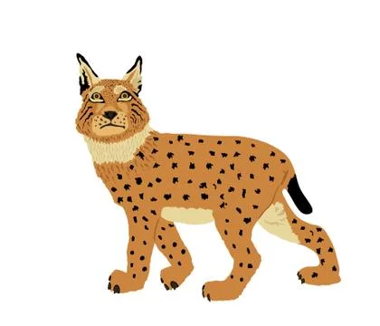 Lynx vector illustration isolated on white. Bobcat Stock Illustration
