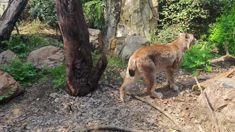 A lynx walk on leafy ground and looking toward the green bushes Stock Footage 337097102