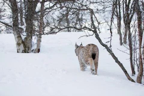 Lynx walking in cold forest Stock Photos