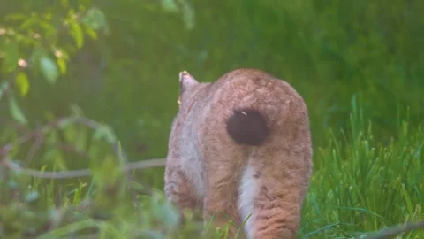 A lynx walking  Stock Footage 274267023