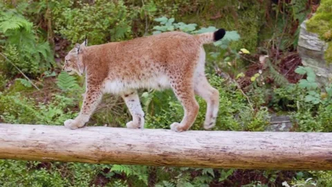 Lynx Walking Stock Footage 310855761