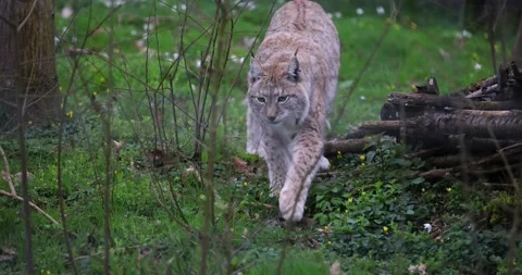 A lynx is walking in the forest Stock Footage 177077000