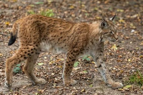 Lynx walking in the forest Stock Photos