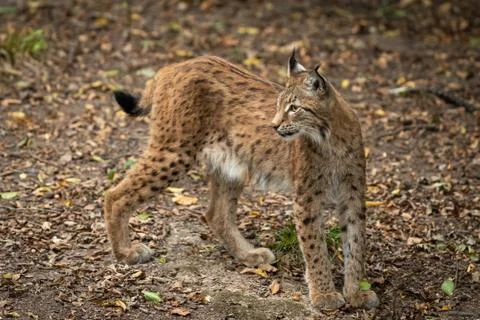 Lynx walking in the forest Stock Photos