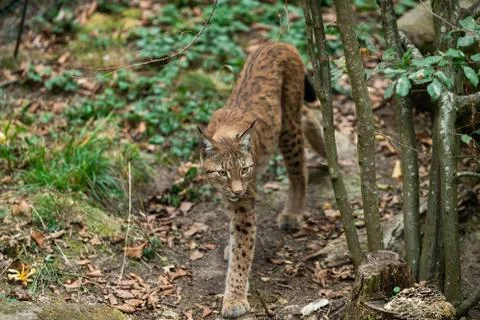 Lynx walking in the forest Foto stock