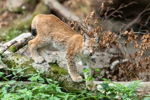 Lynx walking in the forest Stock Photos