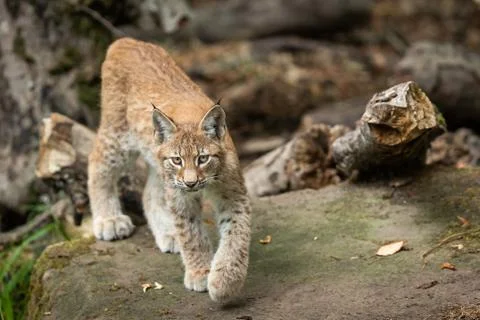Lynx walking in the forest Stock Photos