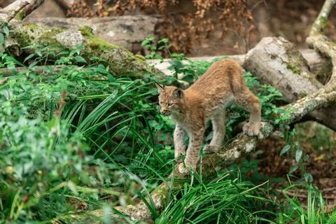 Lynx walking in the forest Stock Photos