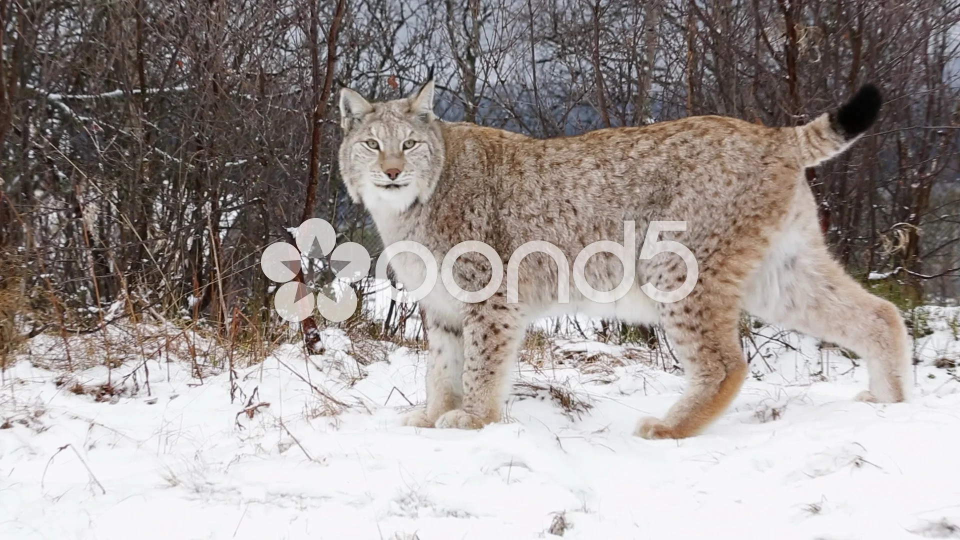 その他 XVIC PUTTING VIEW Lynx XVIC PUTTING VIEW Lynx