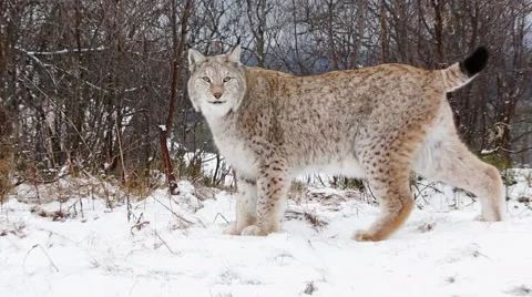 Lynx walking in forest side view turning | Stock Video