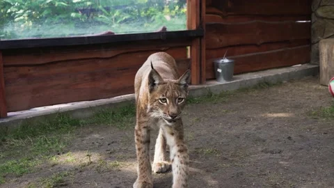 Lynx walks quickly on the ground side view Video stock 160484651