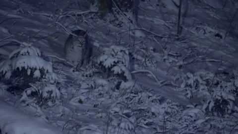 A lynx walks through a snow-covered forest in the moonlight at night in winter. Stock Footage 265217140