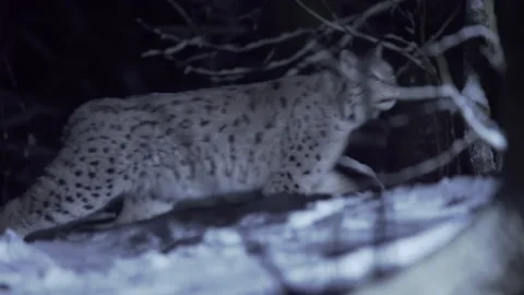A lynx walks through a snow-covered forest in the moonlight at night in winter. Stock Footage 265698172
