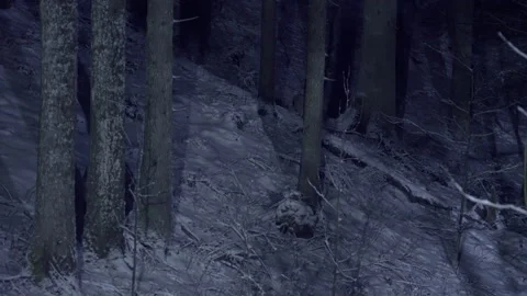 A lynx walks through a snow-covered forest in the moonlight at night in winter. Stock Footage 266833584