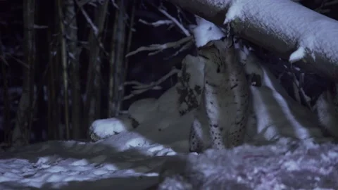 A lynx walks through a snow-covered forest in the moonlight. A lynx at night. Stock Footage 268979262