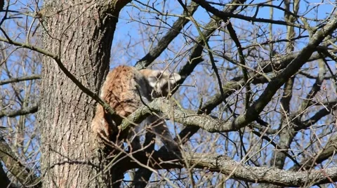 Lynx while grooming in the tree Stock Footage 52745432