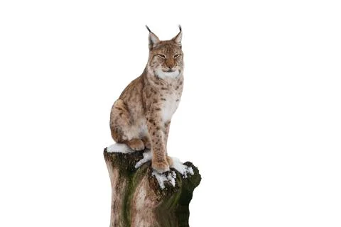 Lynx on a white background Stock Photos