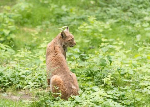 Lynx in the wild Stock Photos