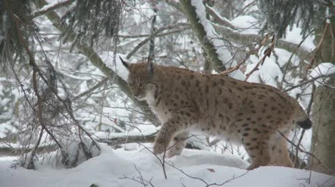 Lynx in winter Stock Footage 21227896
