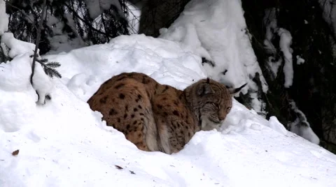 Lynx in winter Stock Footage