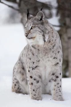 Lynx in the winter Stock Photos