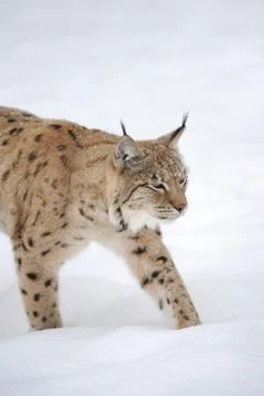 Lynx in winter 写真素材