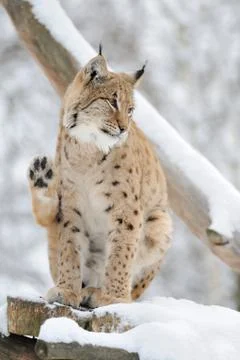 Lynx in winter 写真素材