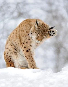 Lynx in winter Stock Photos