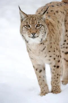 Lynx in winter Stock-Fotos