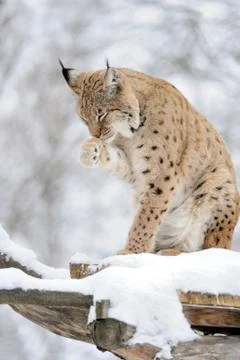 Lynx in winter Stock Photos