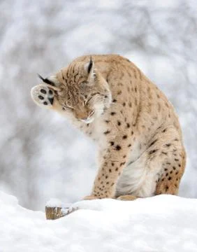 Lynx in winter Stock Photos