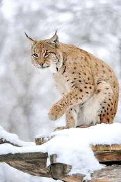 Lynx in winter Foto stock